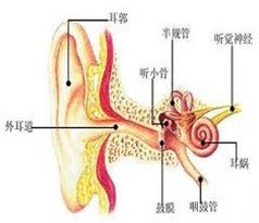 突发性耳聋使用的治疗方法有哪些?